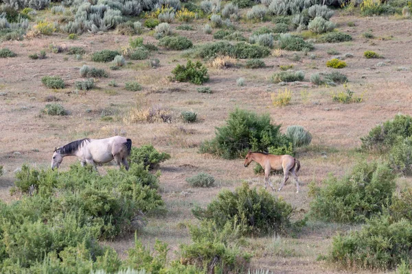 Yegua Caballo Salvaje Potro Colorado Verano —  Fotos de Stock