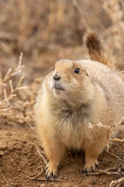 Ein Süßer Präriehund Auf Einer Colorado Wiese — Stockfoto