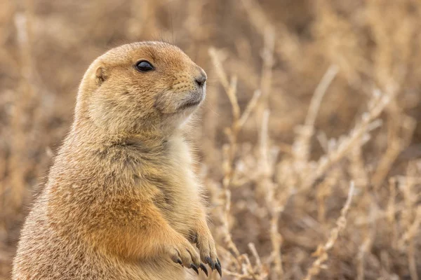 Chien Prairie Mignon Sur Une Prairie Colorado — Photo