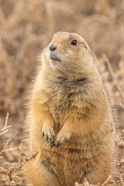 Een Schattige Prairie Hond Een Colorado Grasland — Stockfoto