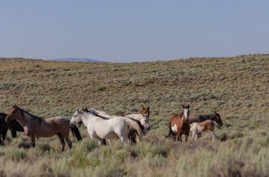 Yazın Colorado 'da kum havzasında vahşi atlar