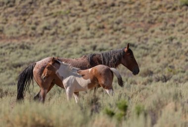 Yazın Colorado 'da kum havzasında vahşi atlar