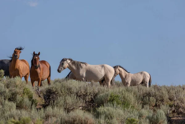 Caballos Salvajes Lavabo Arena Colorado Verano — Foto de Stock