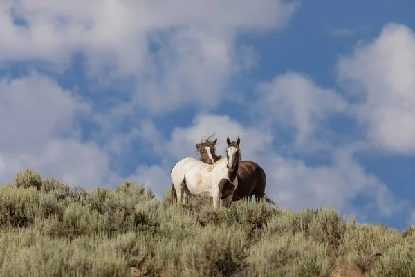 Wild Horses Sand Wash Basin Colorado Summer — Stock Photo, Image