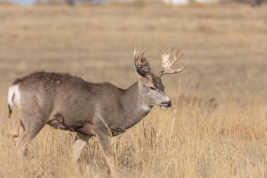 Colorado 'da sonbaharda geyik avı.