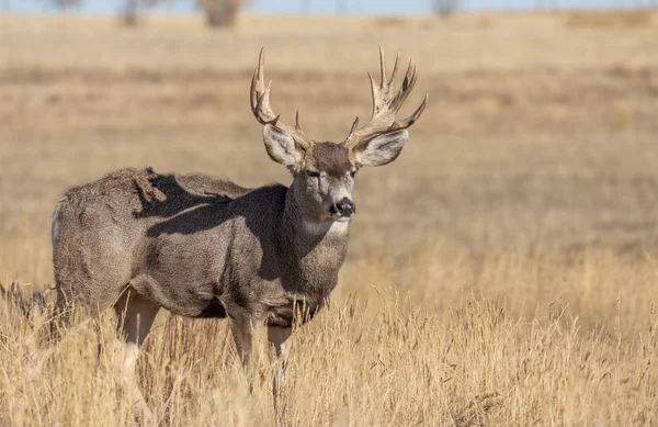Mule Deer Buck Colorado Autumn — Stock Photo, Image