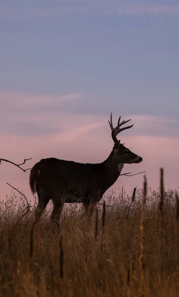 Whitetail Buck Silhouetted Colorful Sunset — Stock Photo, Image