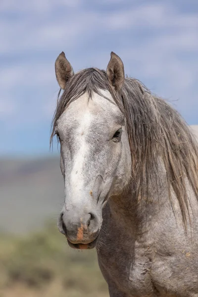 Caballo Salvaje Lavabo Arena Colorado Verano — Foto de Stock