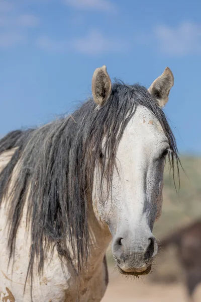 Cavalo Selvagem Bacia Lavagem Areia Colorado Verão — Fotografia de Stock
