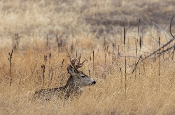 Ein Eselhirschbock Colorado Während Der Herbsttracht — Stockfoto