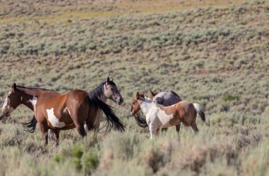 Yaz aylarında kum lavabo Colorado içinde güzel vahşi atlar