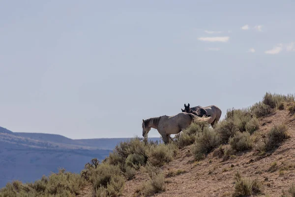 Hermosos Caballos Salvajes Lavabo Arena Colorado Verano —  Fotos de Stock