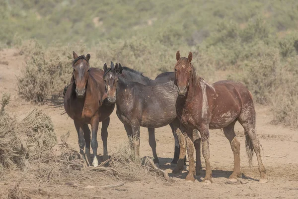 Kuda Liar Yang Indah Cekungan Pasir Colorado Musim Panas — Stok Foto