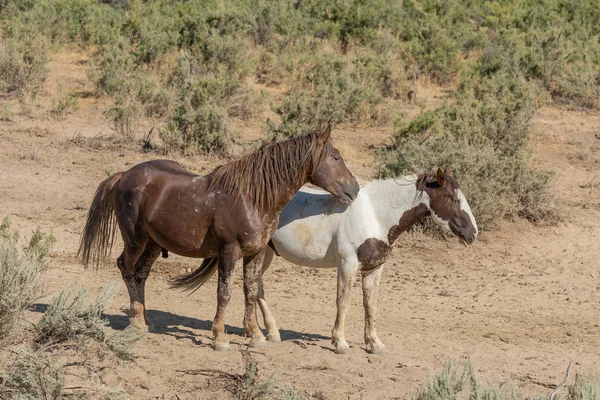 夏砂洗面台コロラド州の美しい野生の馬 — ストック写真
