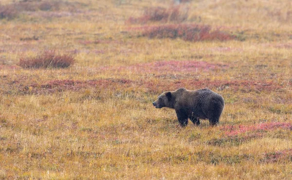 Ein Grizzlybär Denali Nationalpark Alaska Herbst — Stockfoto