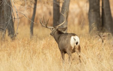 Colorado 'da sonbahar monotonluğu sırasında geyik avı.