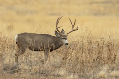Colorado 'da sonbahar monotonluğu sırasında geyik avı.