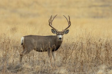 Colorado 'da sonbahar monotonluğu sırasında geyik avı.