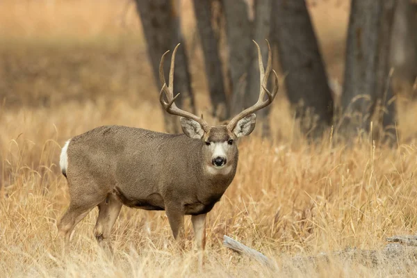 Ciervo Mula Buck Durante Rutina Otoño Colorado —  Fotos de Stock