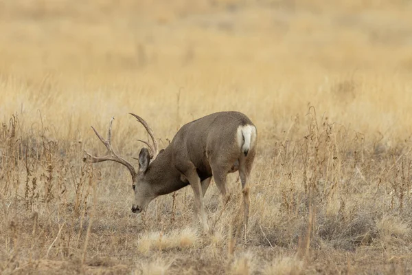 Ciervo Mula Buck Durante Rutina Otoño Colorado —  Fotos de Stock