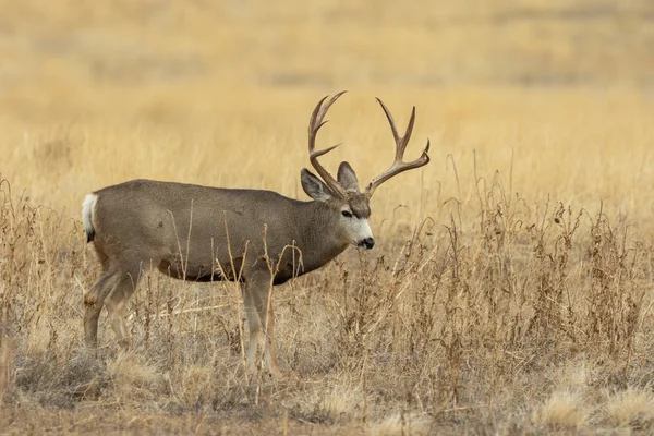 Mule Deer Buck Fall Rut Colorado — Stock Photo, Image