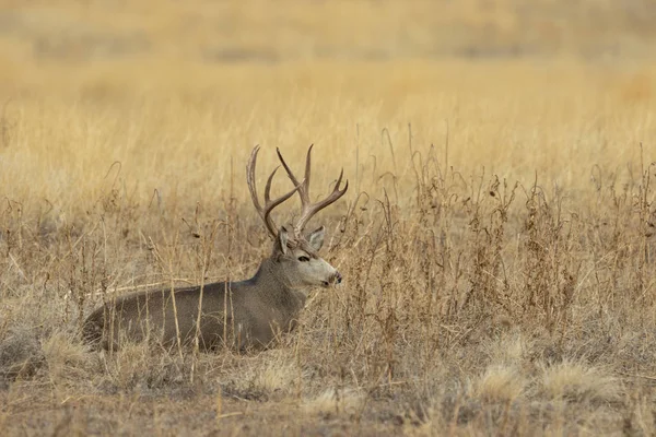 Een Ezel Hert Bok Tijdens Herfst Bronst Colorado — Stockfoto