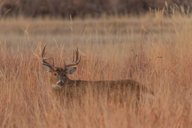 Sonbahar monotonluğu sırasında uzun çimlerde bir beyaz kuyruklu geyik geyiği