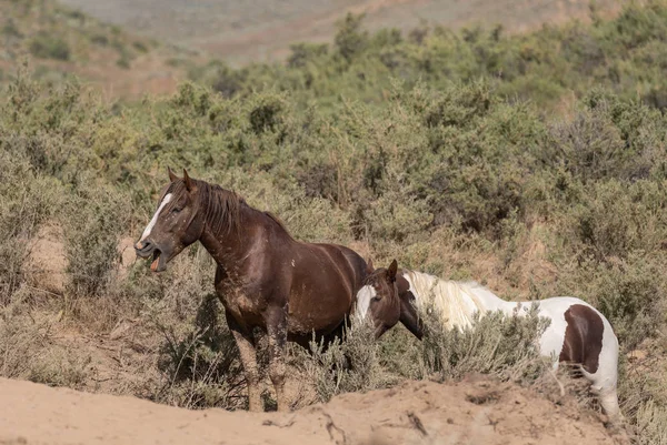 Caballos Salvajes Lavabo Arena Colorado Verano —  Fotos de Stock