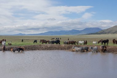 Utah 'ta baharda çöldeki bir su birikintisinde vahşi atlar.