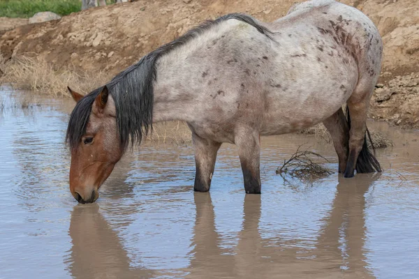 Wild Horse Desert Waterhole Spring Utah — Stock Photo, Image