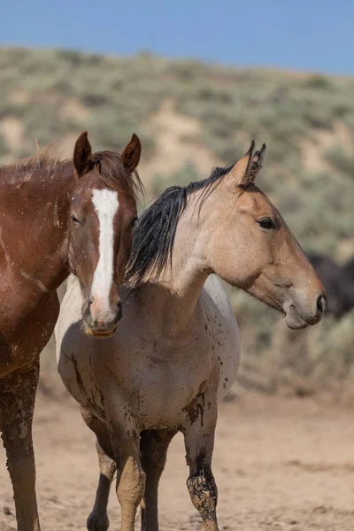 Dzikie Konie Piasek Umywalka Colorado Lecie — Zdjęcie stockowe