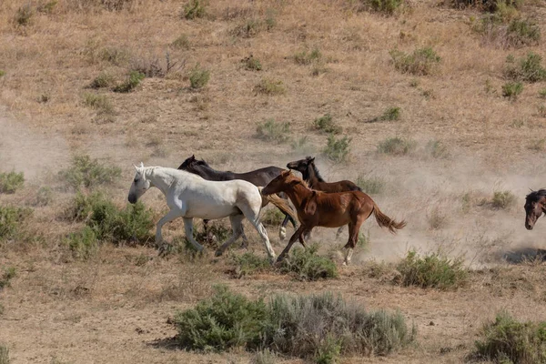 Cavalos Selvagens Bacia Lavagem Areia Colorado Verão — Fotografia de Stock