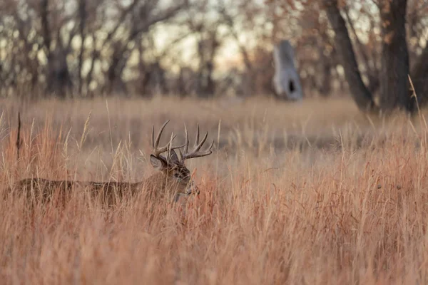 Barril Veado Whitetail Durante Rotina Outono Colorado — Fotografia de Stock