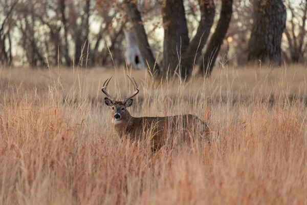 科罗拉多州秋天的白尾鹿 — 图库照片