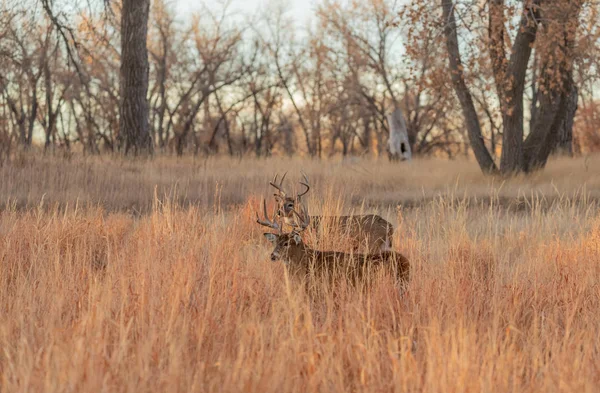 Whitetail Deer Bucks Fall Rut Colorado — Stock Photo, Image