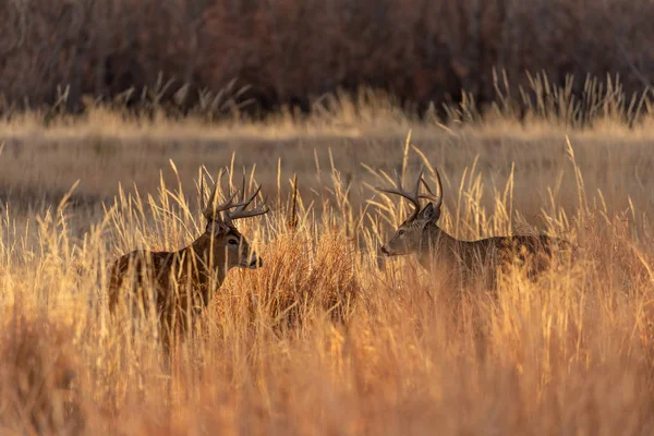 Whitetail Deer Bucks Fall Rut Colorado — Stock Photo, Image