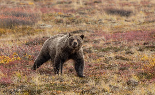 Grizzlybjörn Denali Nationalpark Alaska Hösten — Stockfoto