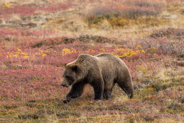 Μια Αρκούδα Γκρίζλι Στο Εθνικό Πάρκο Ντενάλι Αλάσκα Φθινόπωρο — Φωτογραφία Αρχείου