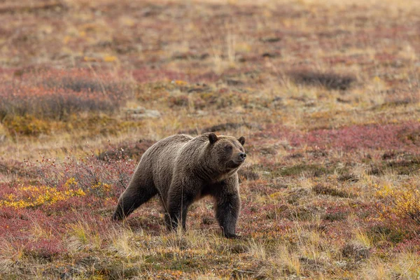 Oso Pardo Parque Nacional Denali Alaska Otoño — Foto de Stock