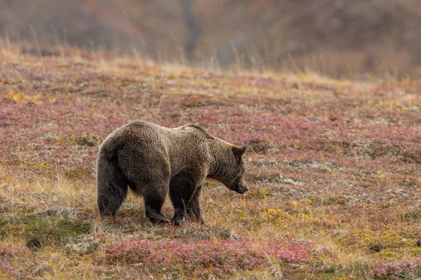 Urso Pardo Parque Nacional Denali Alasca Outono — Fotografia de Stock