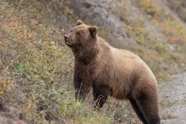 Грізлі Алясці Denali National Park Восени — стокове фото