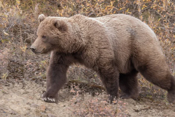 Грізлі Алясці Denali National Park Восени — стокове фото