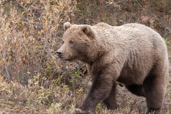 Grizzli Dans Parc National Denali Alaska Automne — Photo