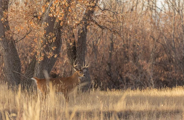 Ένα Ωραίο Ελάφι Whitetail Buck Κατά Διάρκεια Του Φθινοπώρου Στο — Φωτογραφία Αρχείου