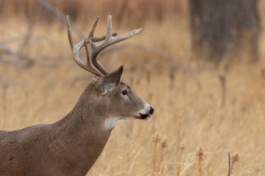 Colorado 'da sonbaharda beyaz kuyruklu geyik geyiği