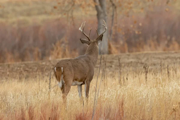 科罗拉多州秋天的一只小鹿 — 图库照片