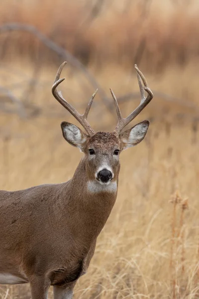 Cerf Virginie Mâle Automne Dans Colorado — Photo