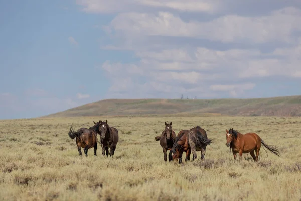 Beautiful Wild Horses Sand Wash Basin Colorado Summer — Stock Photo, Image