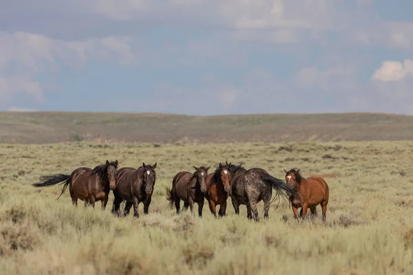 Beautiful Wild Horses Sand Wash Basin Colorado Summer — Stock Photo, Image