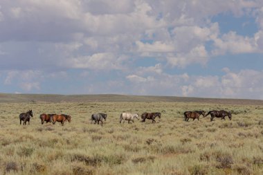 Yaz aylarında kum lavabo Colorado içinde güzel vahşi atlar